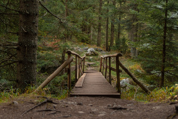 Old wooden bridge in the forest