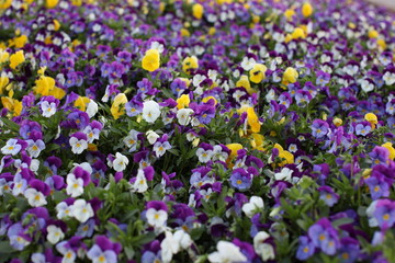 Fototapeta premium Field of Pansies