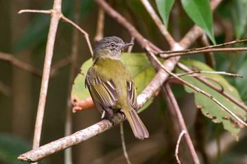 Gray crowned Flycatcher photographed in Linhares, Espirito Santo. Southeast of Brazil. Atlantic Forest Biome. Picture made in 2013.