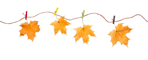 Autumn leaves on clothesline isolated on white background. Four yellow maple hanging on rope, string