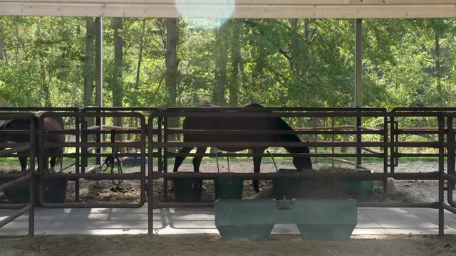 cheval en station de stabulation "repos"
