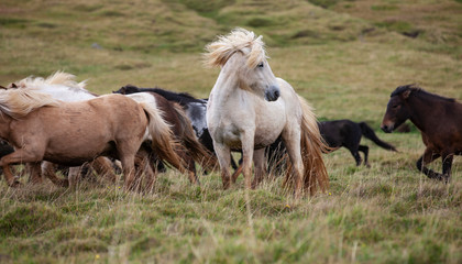 Obraz premium Flock of Island ponies with flying mane on a pasture in northern Iceland