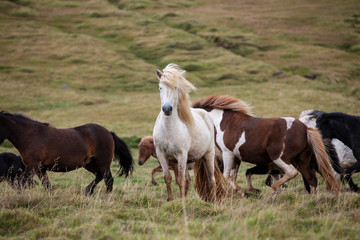 Naklejka na ściany i meble Flock of Island ponies with flying mane on a pasture in northern Iceland