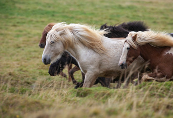 Fototapeta na wymiar Flock of Island ponies with flying mane on a pasture in northern Iceland