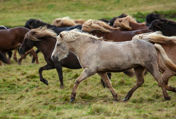 Obraz premium Flock of Island ponies with flying mane on a pasture in northern Iceland