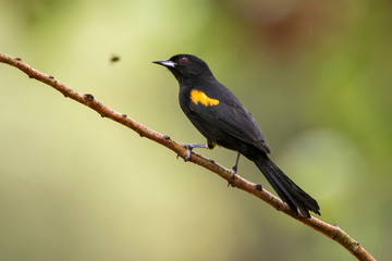 Variable Oriole photographed in Linhares, Espirito Santo. Southeast of Brazil. Atlantic Forest Biome. Picture made in 2013.