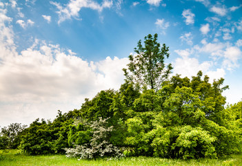 Obraz premium Beautiful scenic landscape of green trees field