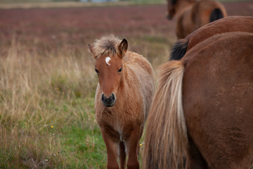 Herd of Iceland ponies in northern Iceland grazing peacefully on a autumn pasture an protecting a baby horse