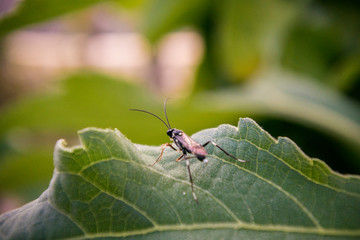 Insect is easy found in gardens and rice fields