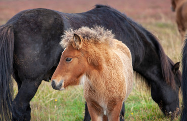 Herd of Iceland ponies in northern Iceland grazing peacefully on a autumn pasture an protecting a baby horse