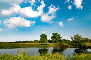 Sunny summer landscape with a beautiful forest