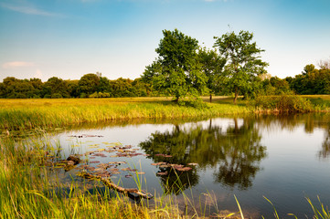 Sunny summer landscape with a beautiful forest