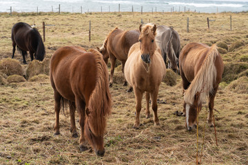 Fototapeta premium Flock of Island ponies with flying mane on a pasture in northern Iceland