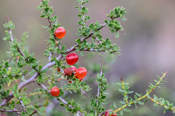 Piquillín, fruits in the Caldén Forest,Pampas, Patagonia,Argentina