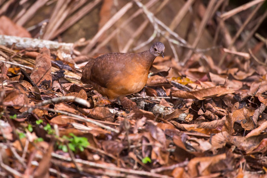 Little Tinamou photographed in Linhares, Espirito Santo. Southeast of Brazil. Atlantic Forest Biome. Picture made in 2013.