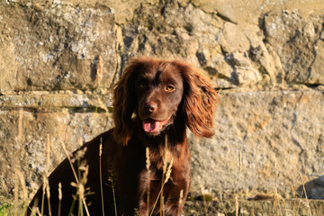 Chocolate Cocker Spaniel