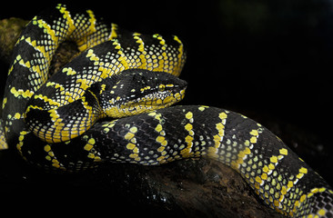 Snake