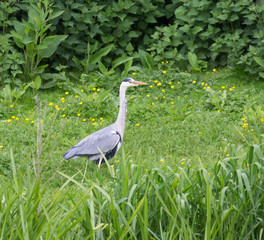 great blue heron