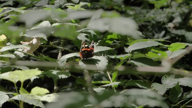 envole d'un papillon ralenti