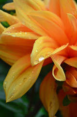 Orange Flower Petals Macro Background