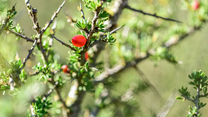 Piquillín, fruits in the Caldén Forest,Pampas, Patagonia,Argentina