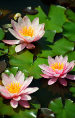 Pink Lotus Water Lily Flowers Closeup Summer Background