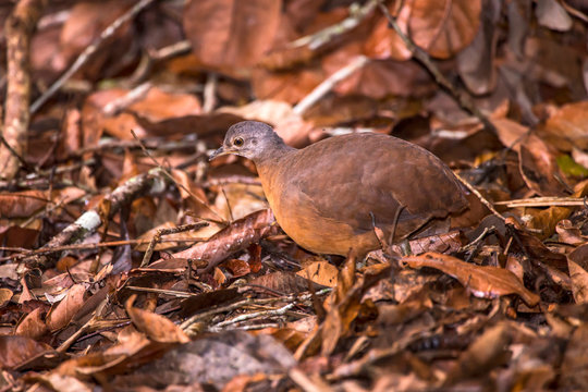 Little Tinamou photographed in Linhares, Espirito Santo. Southeast of Brazil. Atlantic Forest Biome. Picture made in 2013.