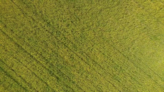 Aerial of a  field of yellow rapeseed blooming near Vadstena, Sweden. Drone overhead slow zoom out