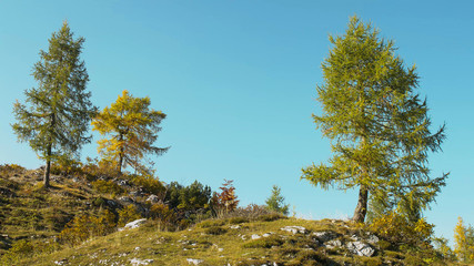 Three alpine trees on blue sky background. Autumn landscape. 4K Footage.