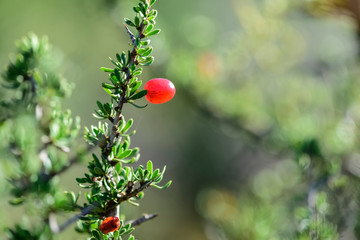 Piquill&iacute;n, fruits in the Cald&eacute;n Forest,Pampas, Patagonia,Argentina