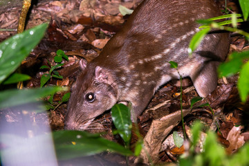 Lowland paca photographed in Linhares, Espirito Santo. Southeast of Brazil. Atlantic Forest Biome....