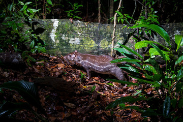 Lowland paca photographed in Linhares, Espirito Santo. Southeast of Brazil. Atlantic Forest Biome. Picture made in 2013.