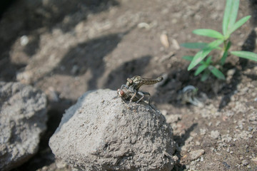 Robber fly  is a predatory insect