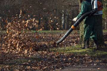 Male worker removes leaf blower lawn of autumn garden.