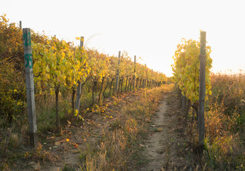 Beautiful landscape of Vineyards in Tuscany. Chianti region in summer season. Italy.