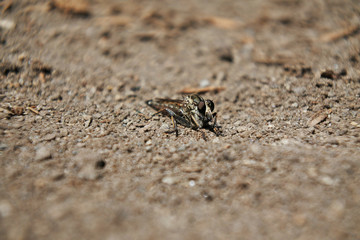 Robber fly  is a predatory insect