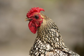 Rooster