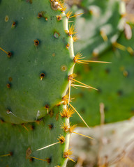 close up of a cactus © Marty