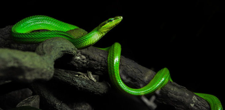 Snake