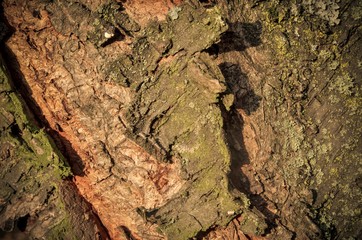 Natural forest background. Texture from the bark of a tree illuminated by the morning sun.