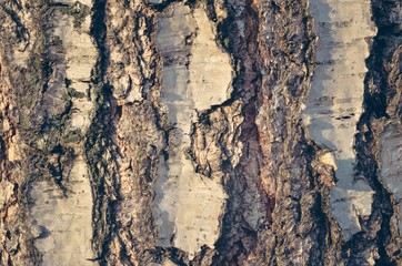 Natural forest background. Texture from the bark of a tree illuminated by the morning sun.