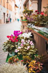 Flowers on an old Italian street in the city of Arco in focus. Street background blurred