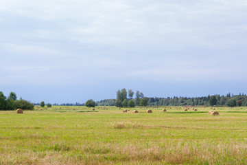 Haystacks are removed from the fields in the summer near the forest