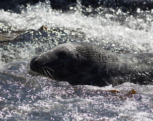 Naklejka premium Grey Seals
