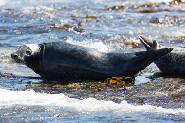 Grey Seals