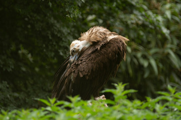 Vulture i pairi daiza zoo, belgium