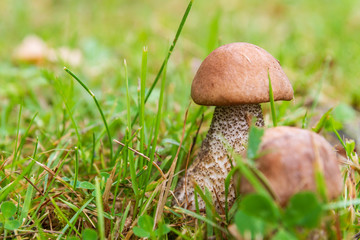 Boletus mushrooms grow in the summer in the green grass
