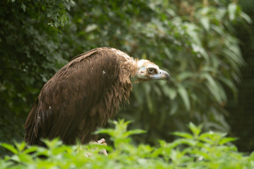 Vulture i pairi daiza zoo, belgium