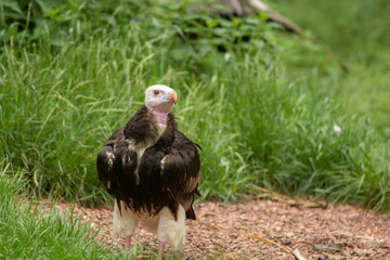 Vulture i pairi daiza zoo, belgium
