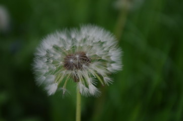 Soft old dandelion 